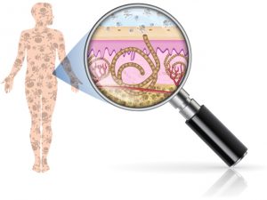 image of inside human body