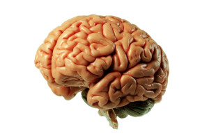 Diabetes - Brain