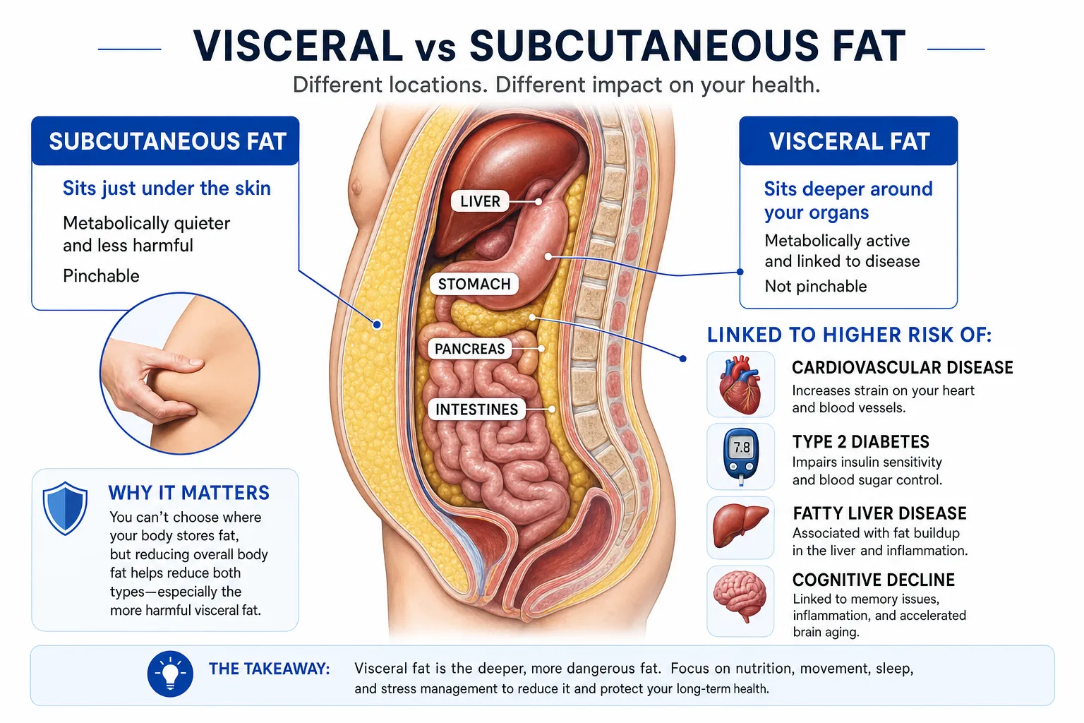 Visceral fat vs subcutaneous fat comparison: subcutaneous fat sits just under the skin and is metabolically quiet, visceral fat sits deep around the organs and is linked to cardiovascular disease, type 2 diabetes, non-alcoholic fatty liver disease, and cognitive decline.