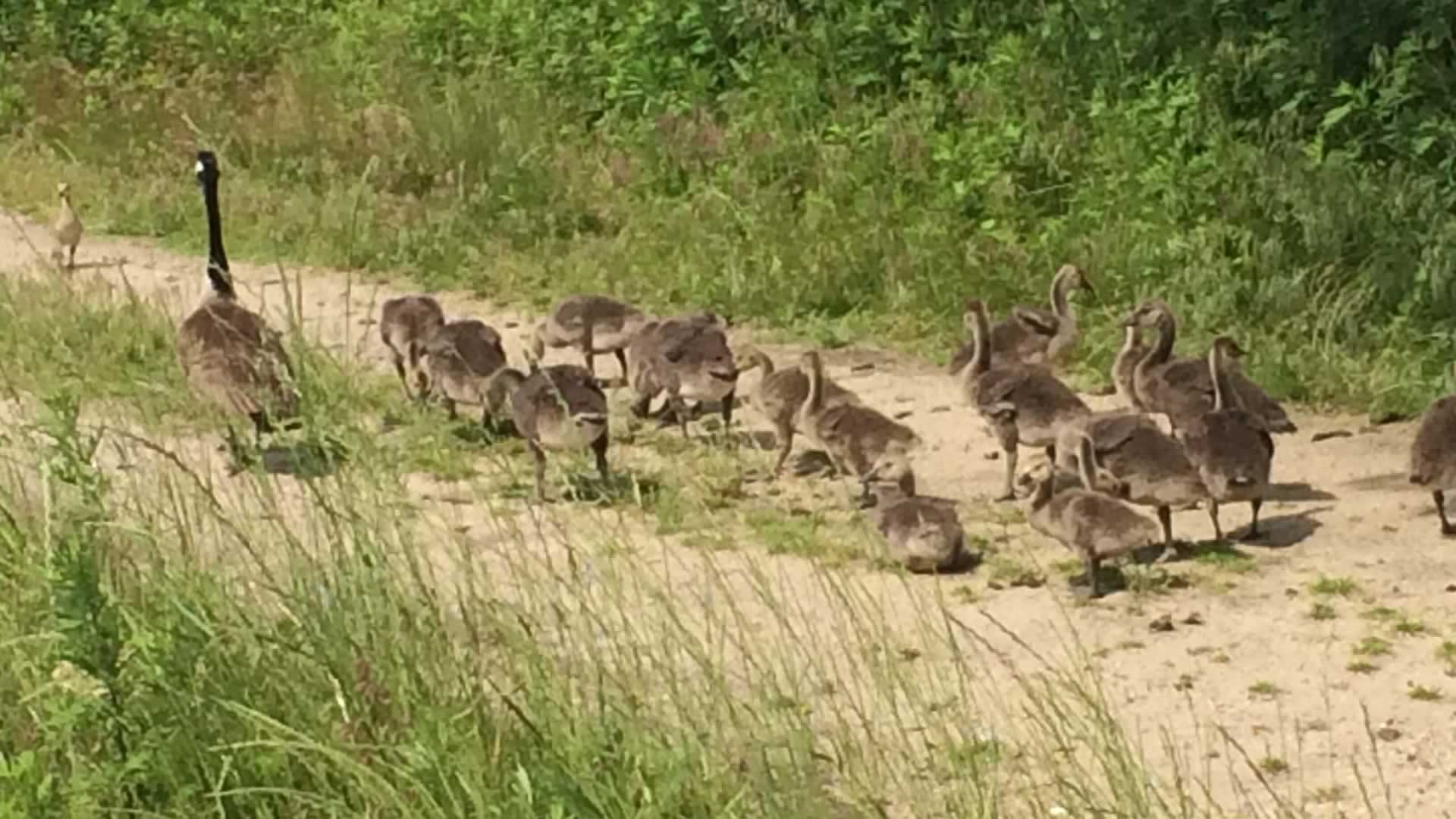 A cute family of ducks while bike riding