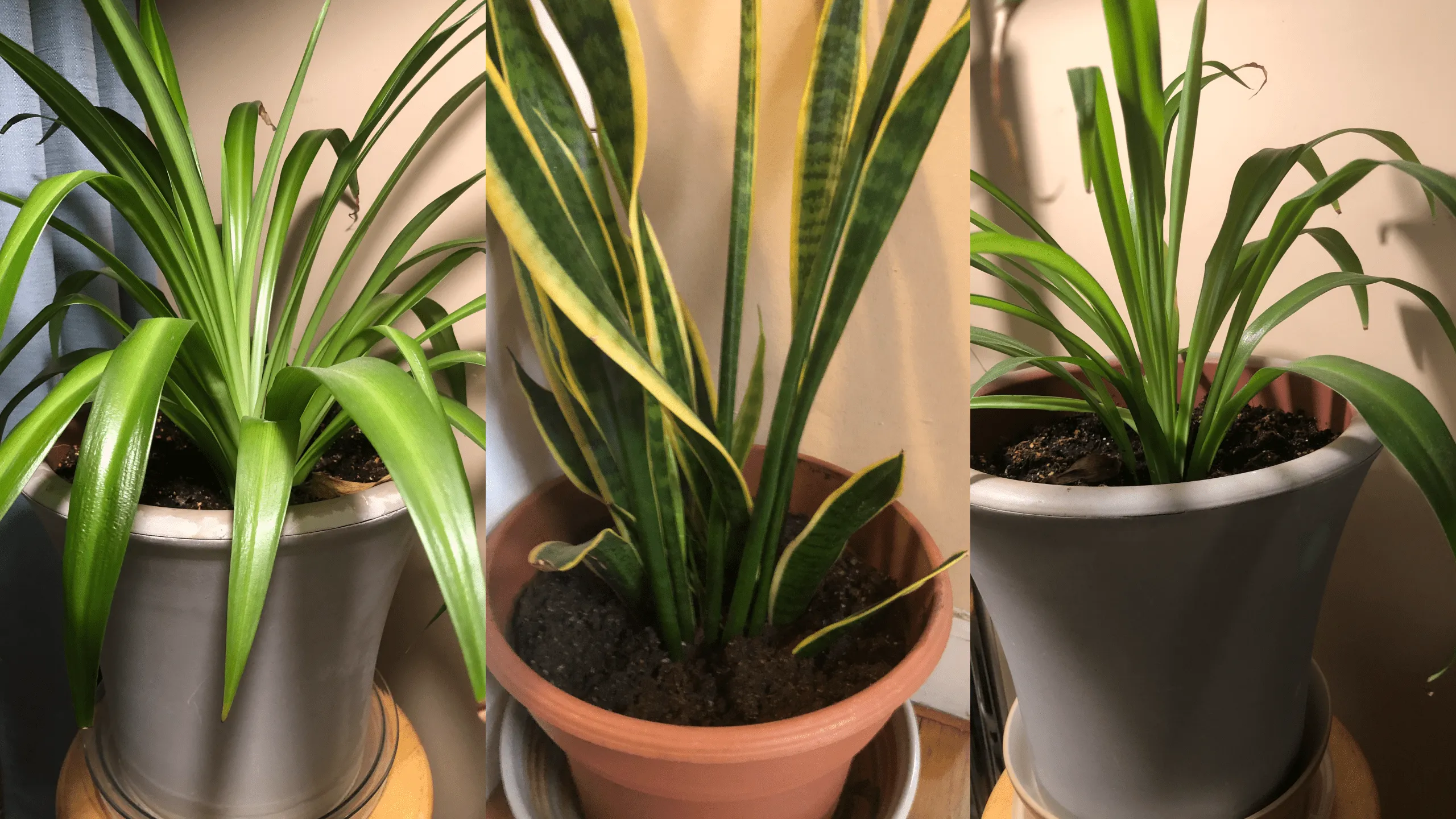 Photo of three houseplants