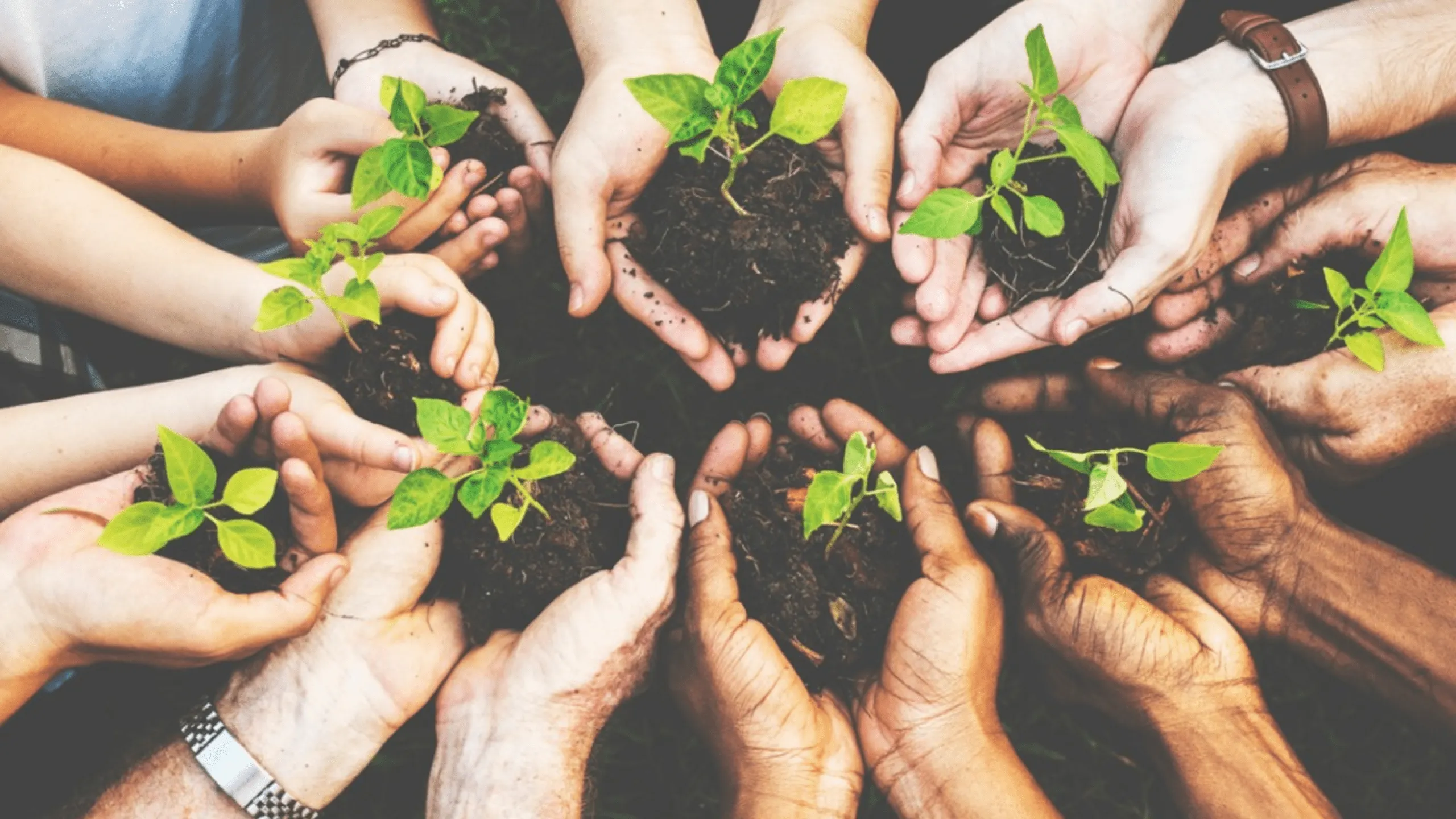 Photo of several people holding a baby plant together with soil exposed