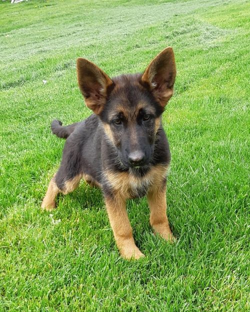 Cute Klienbrook puppy with big ears