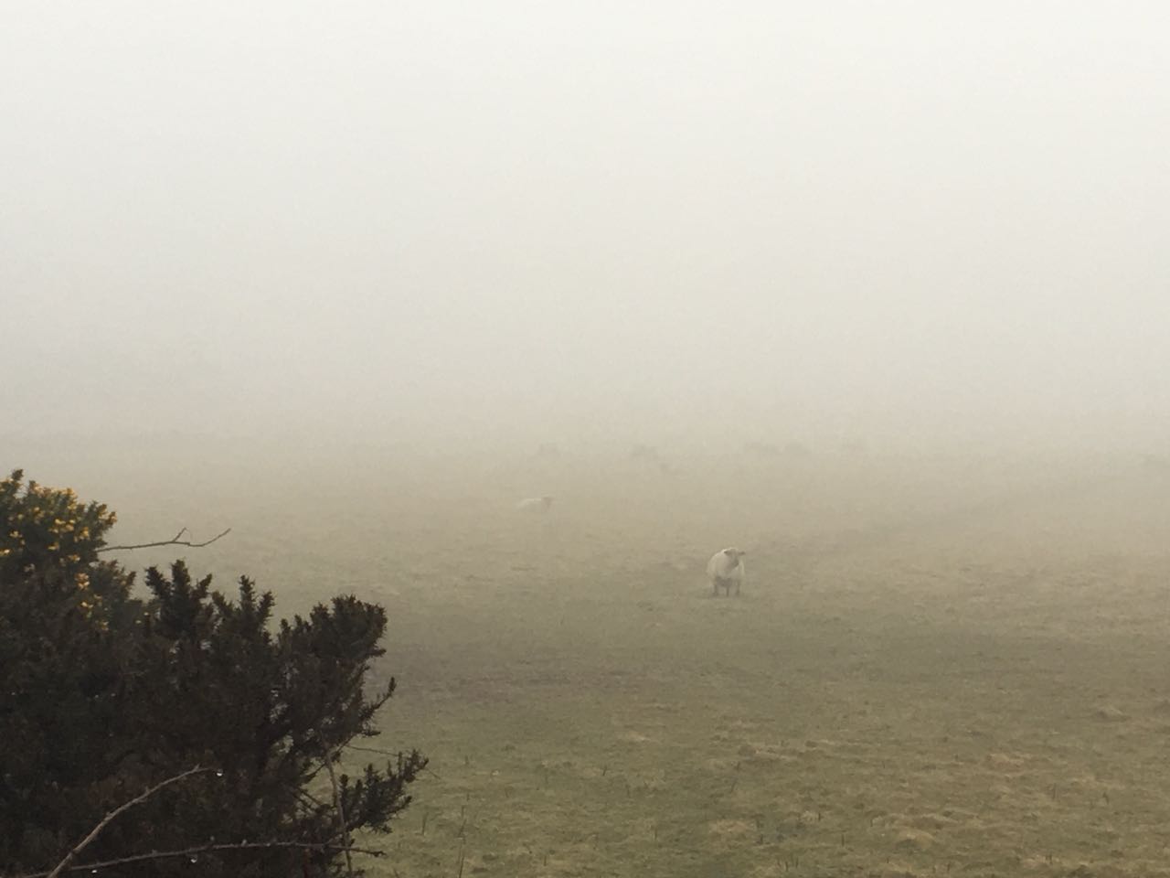 A misty scene in the Isle of Man