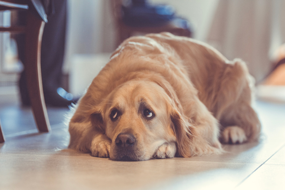 A dog lying on the floor
