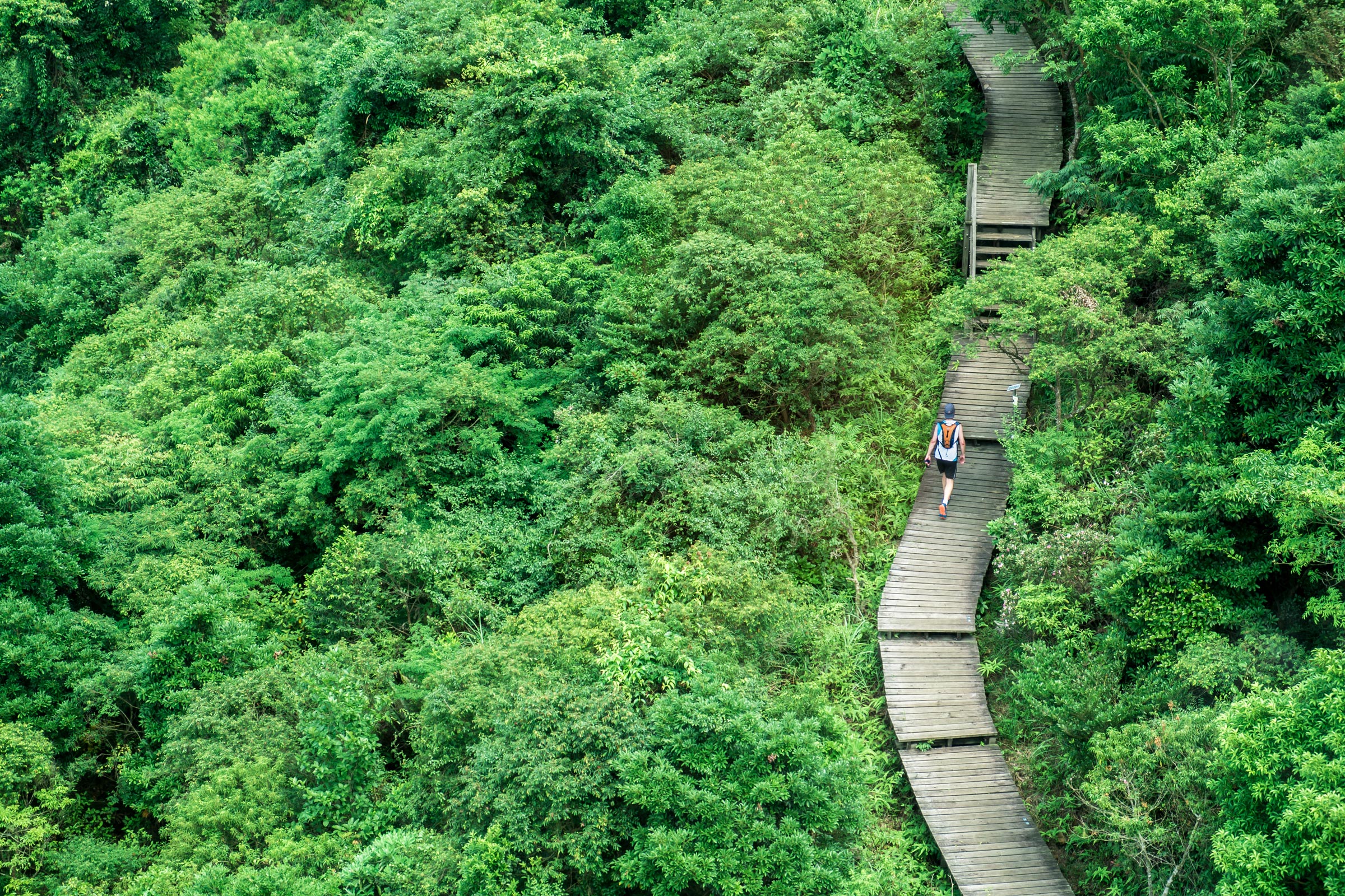Person hiking alone on a wooden boardwalk path winding through dense green forest foliage.