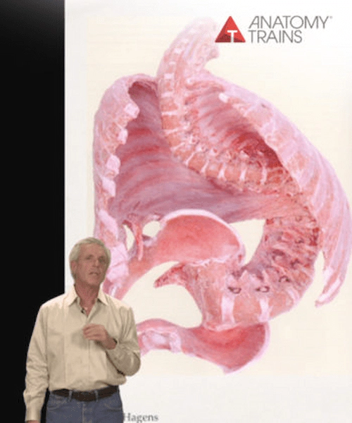 Billedet viser forsidebilledet til kurset - Embryology of Fascia.