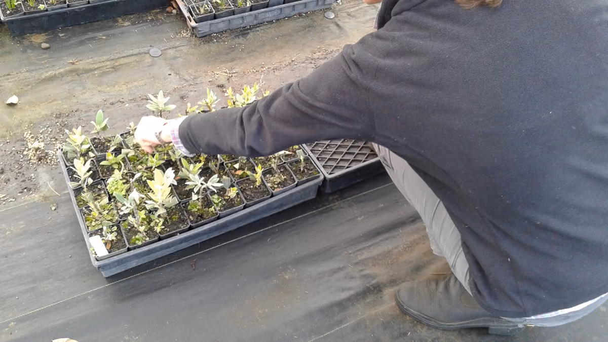 Julia shows off her Pohutakawa cuttings, grown at IDEA Services Atawhai plant nursery near New Plymouth.