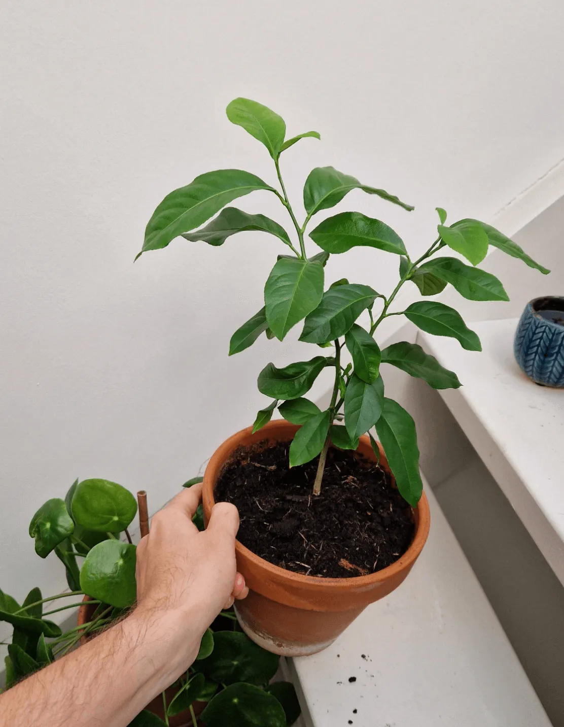 Matteo (our Front-End Developer) and his plant