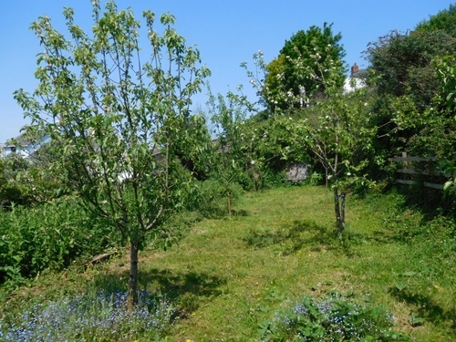 Community Orchard