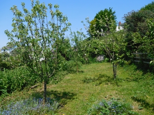 Orchard