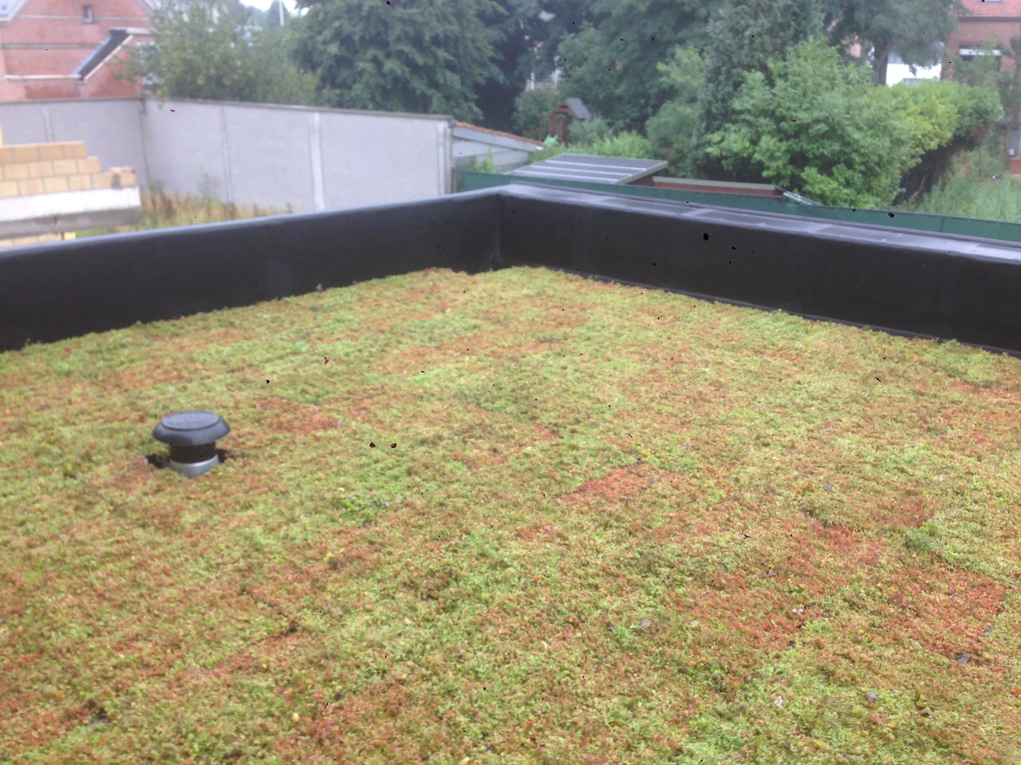 Extensief groendak met sedumbegroeiing op een woning – Van Hoof Dakwerken