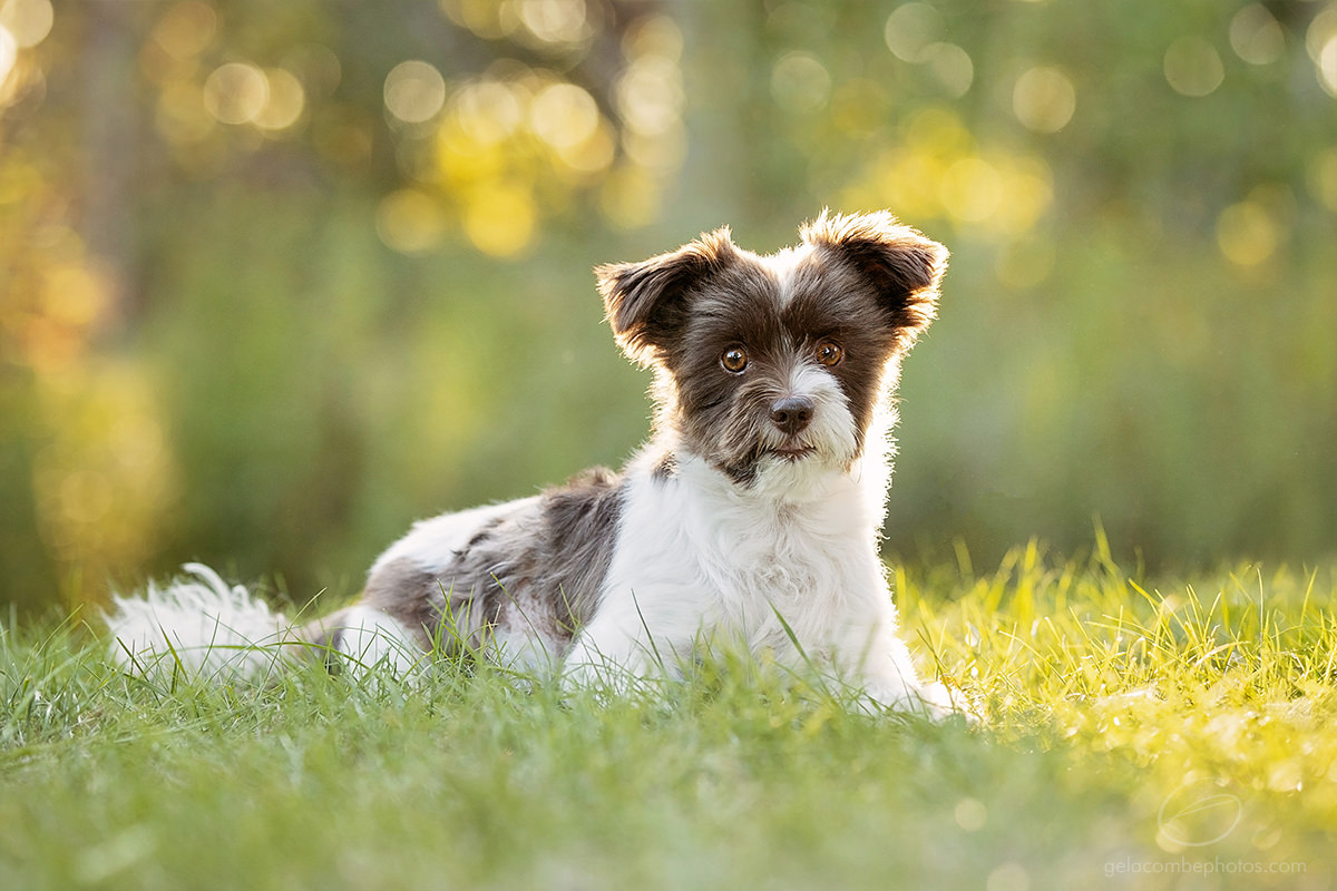 Photo chien biewer couché sur la gazon