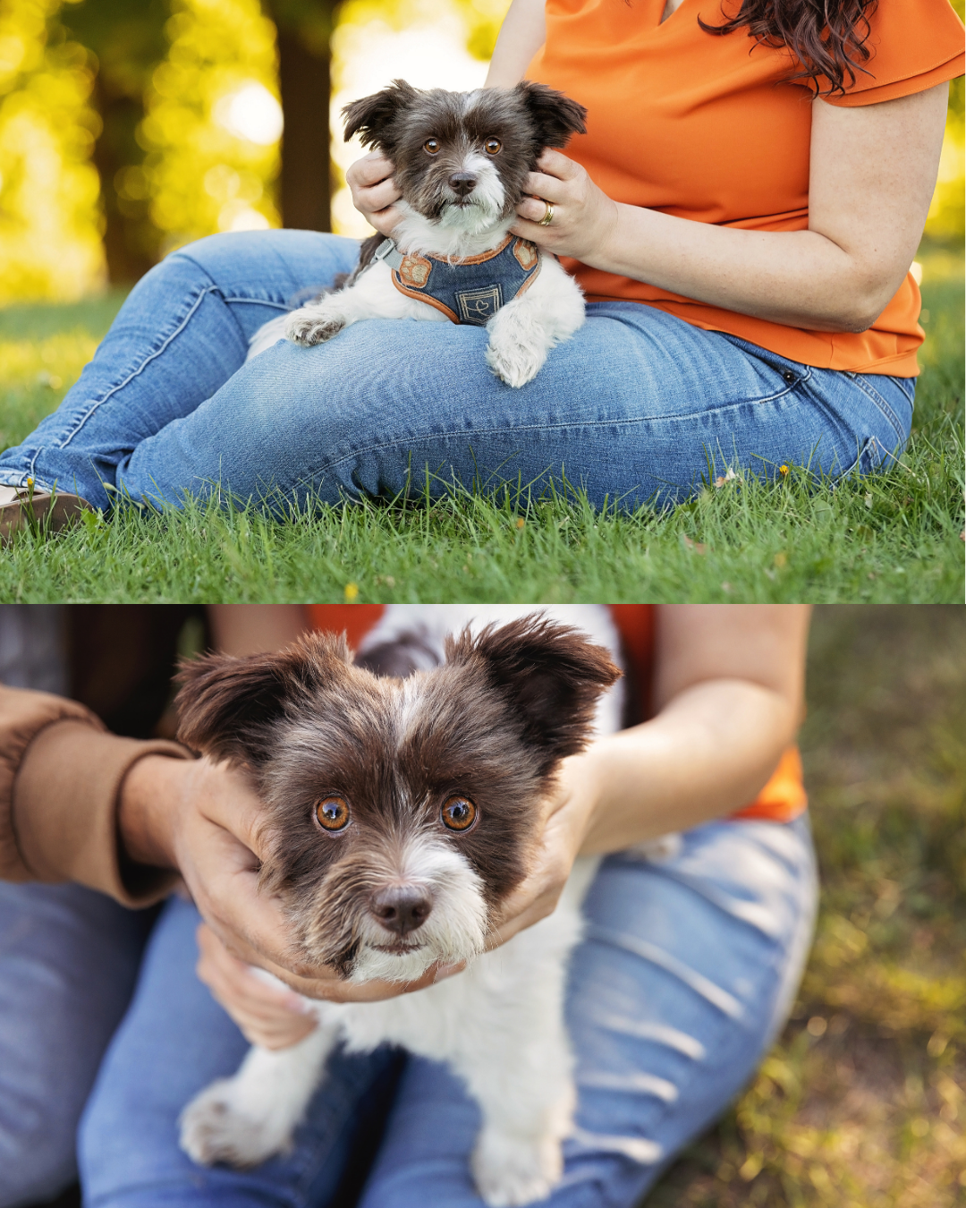 Photos chien biewer avec sa famille