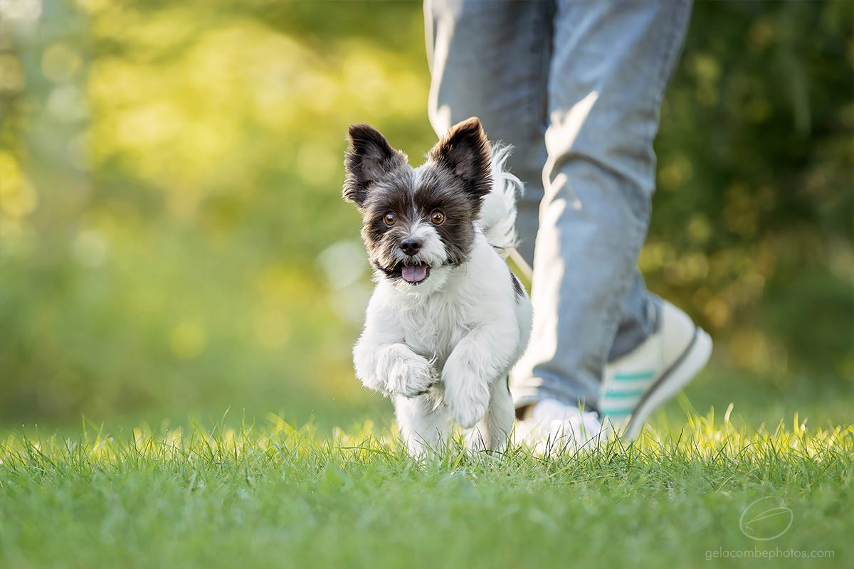 Photo chien yorkshire biewer qui court dans le gazon