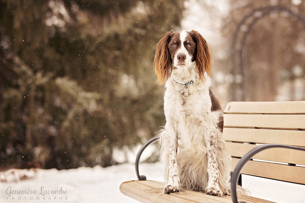 Photo chien âgé en hiver à Saint-Lambert