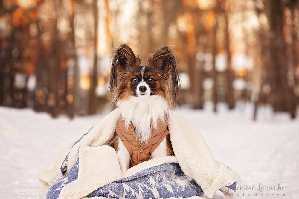 Photo chien dans une couverture en hiver sur la Rive-Sud de Montréal