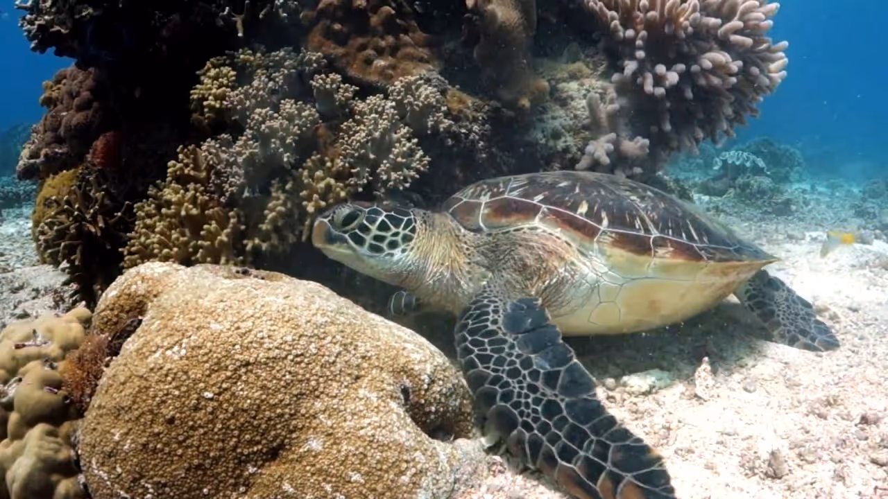 What happens when a community bands together to save its resources?