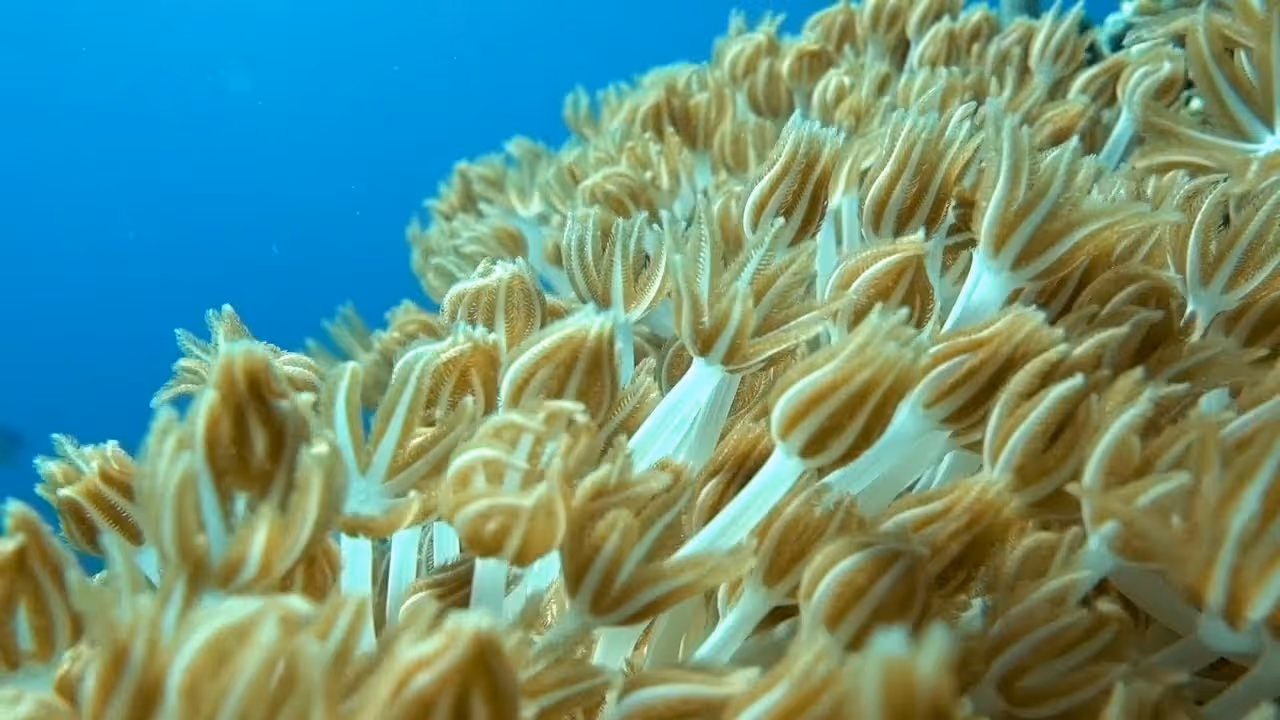 One of the challenges for scientists working in conservation is translating studies and data into actionable policies. How do we make communities a participant in marine conservation? 