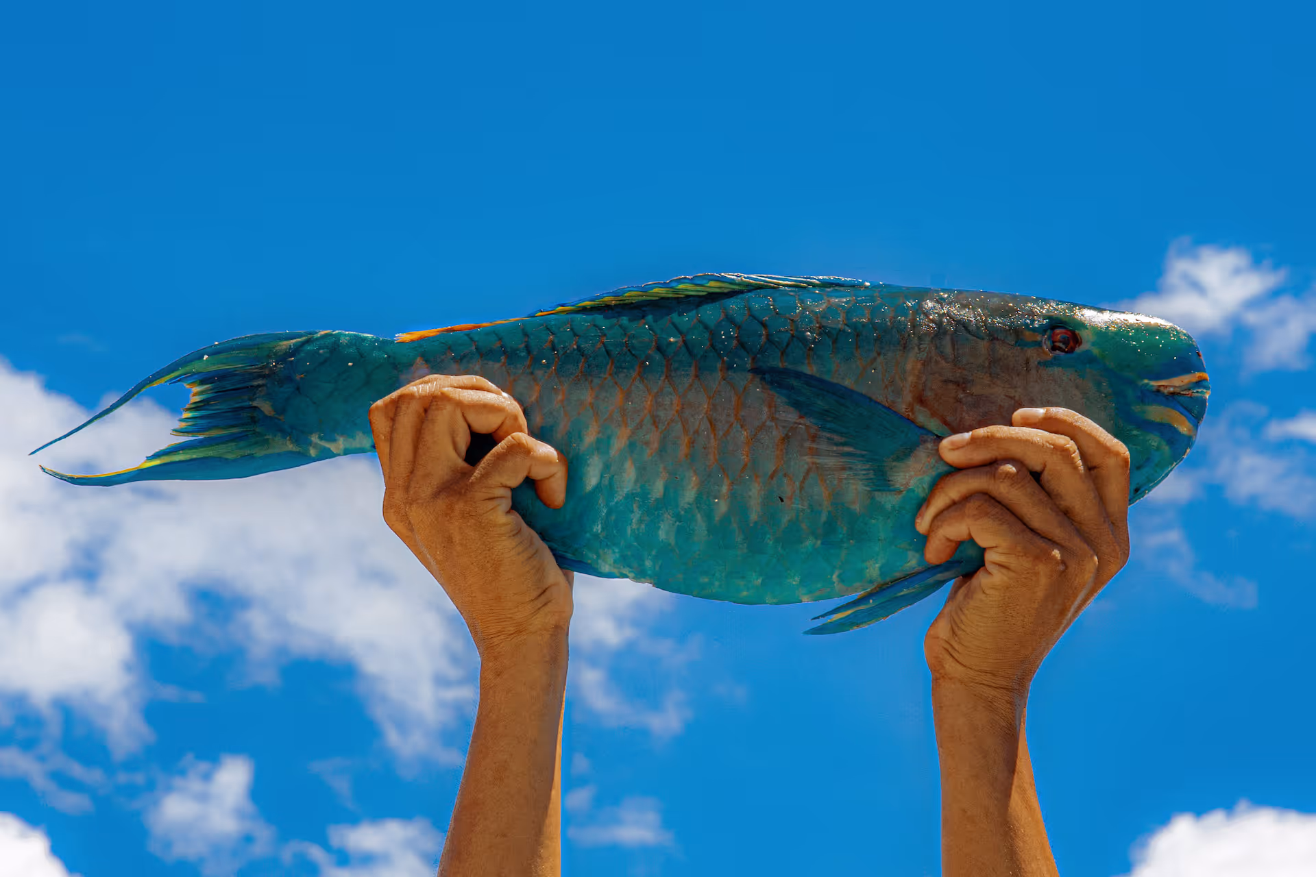 What You Need to Know About Parrotfish