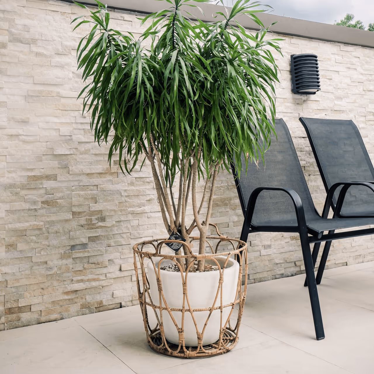 Light, soil, water—apart from mastering the fundamentals, how can you step up your plant parenting? Jennie Agcaoili of Plant Project PH tells us why we should talk to and discipline our plants.