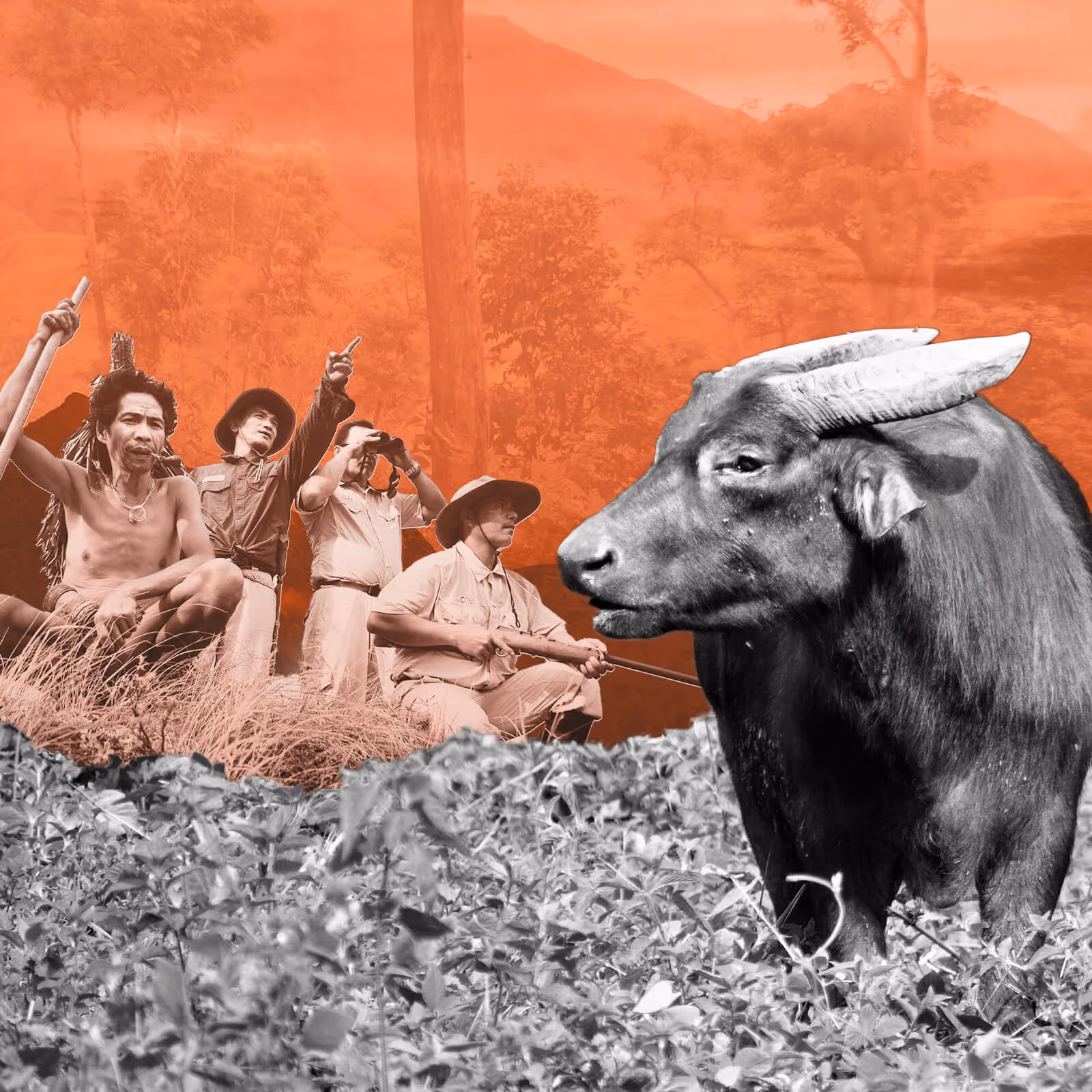 Welcome to Mindoro, where along the slopes of Mts. Iglit-Baco roam a dwindling population of small but mighty beasts: the tamaraw.