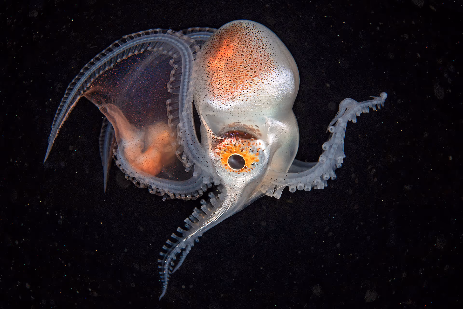 Into the World of Blackwater Diving