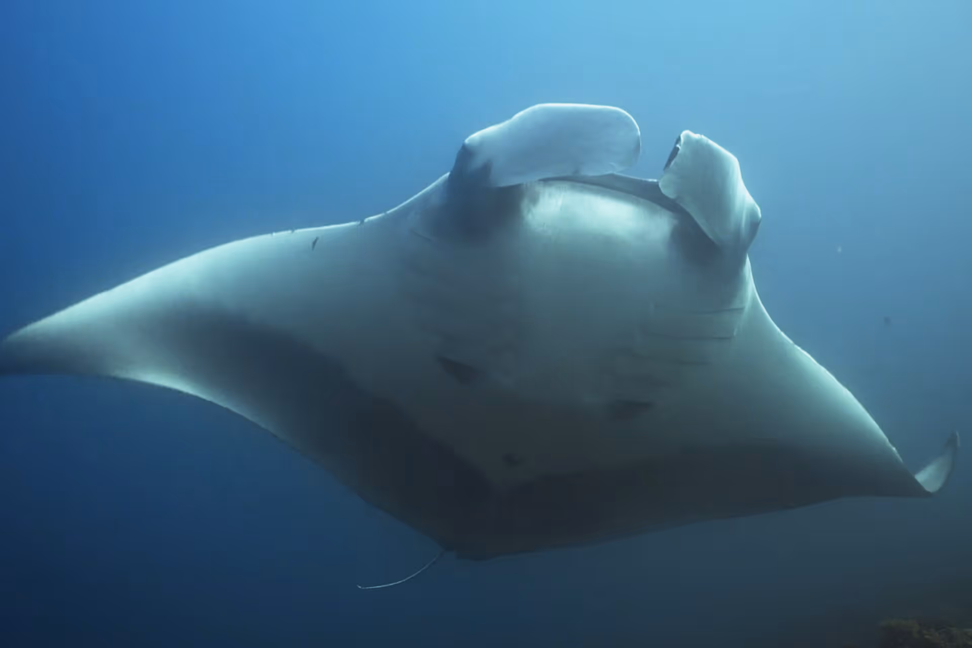 This new documentary shows a rare manta ray sighting in Antique