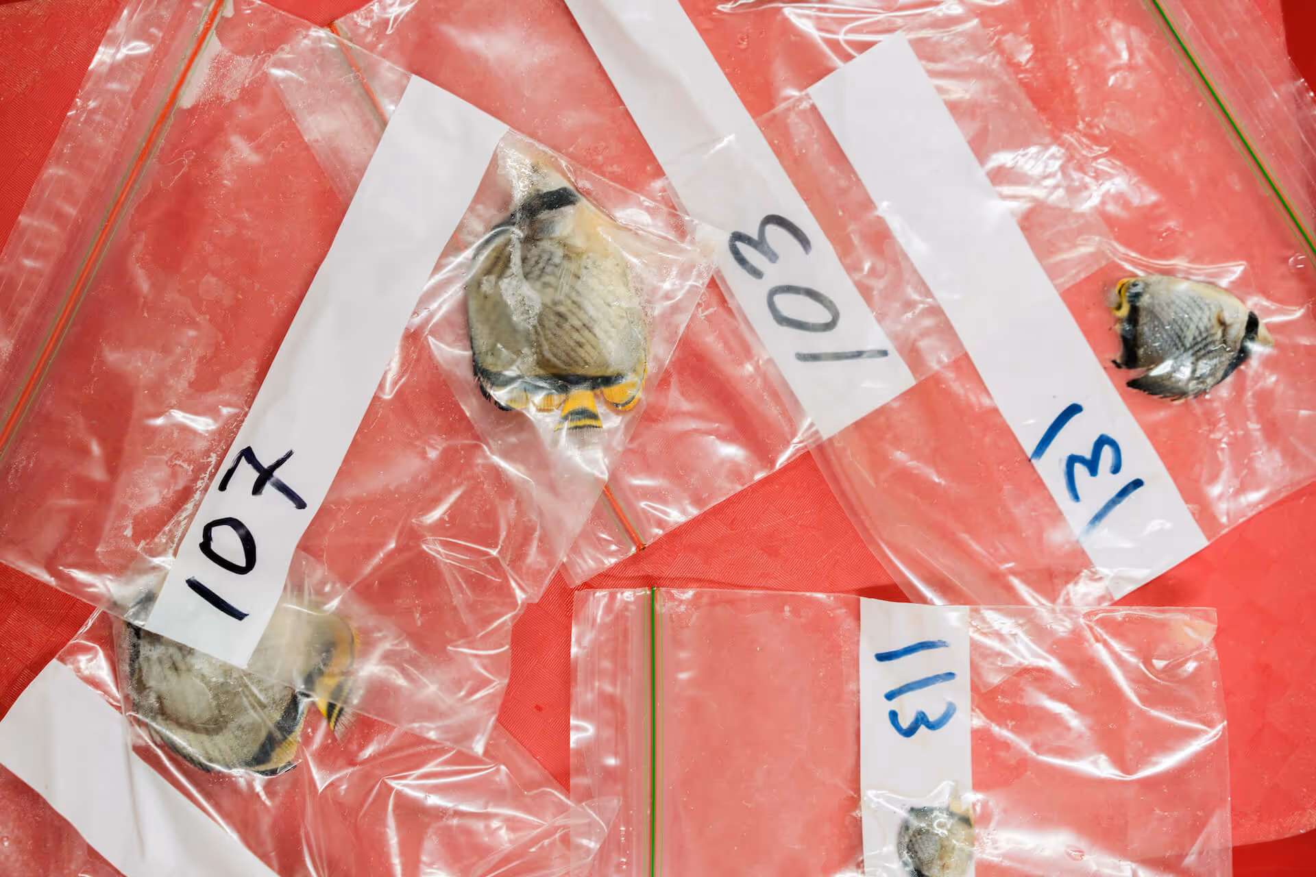 Fish species in plastic bags with labels for marine conservation research, photo by Sonny Thakur