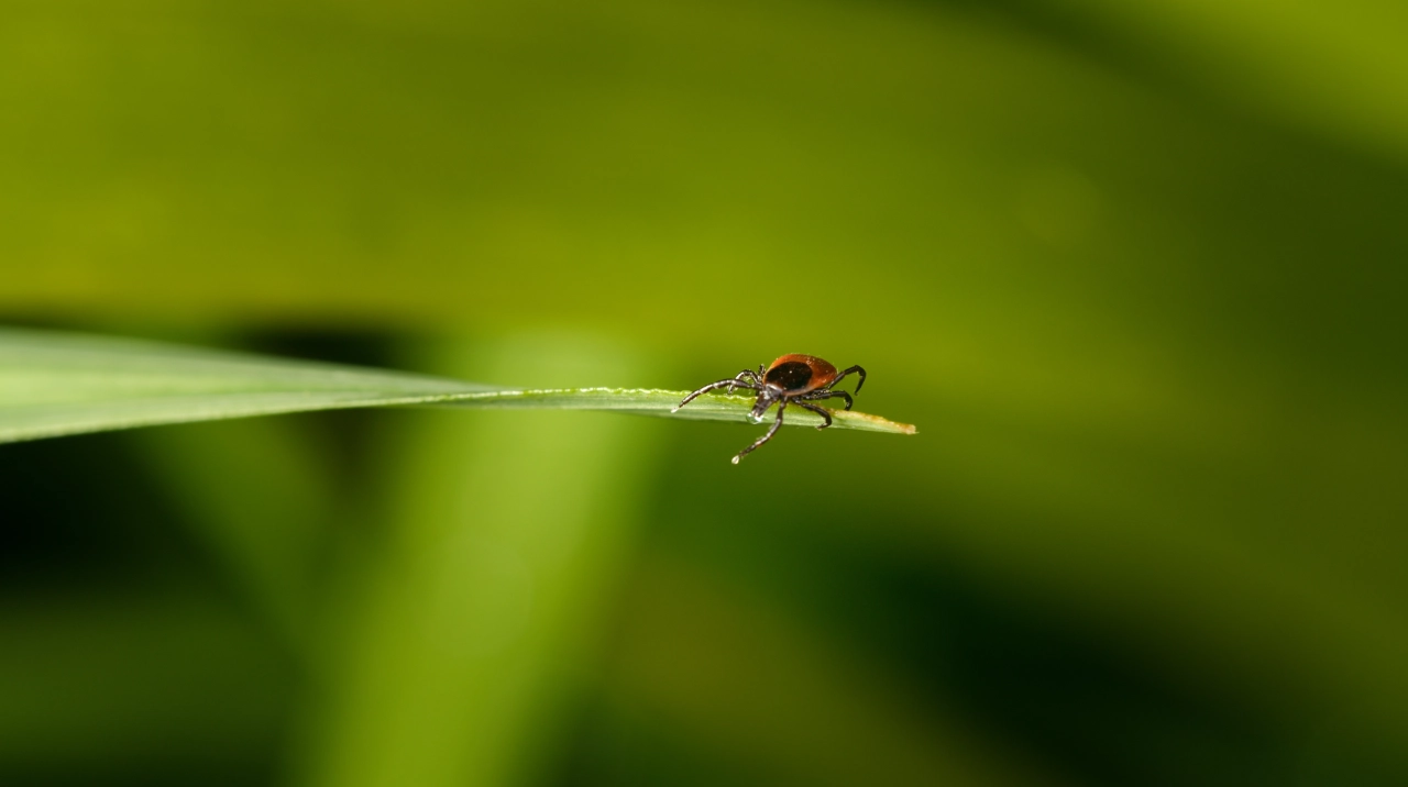 Borreliose und Ko-Infektionen