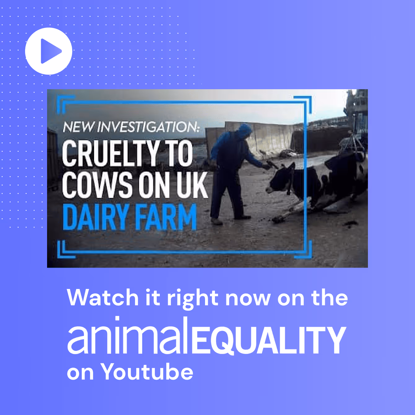 landbot case study video animal equality
