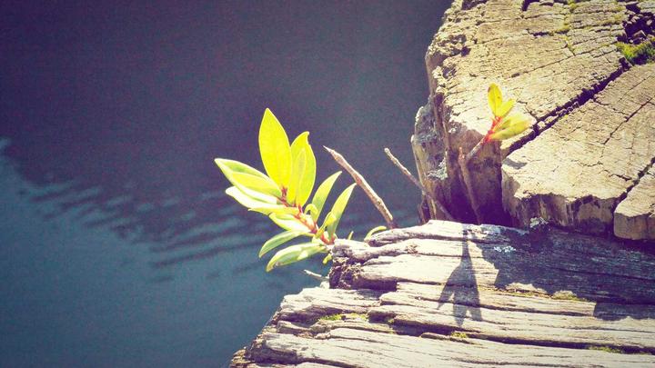 Green plant sprouting from cracks in weathered wood beside calm dark water.
