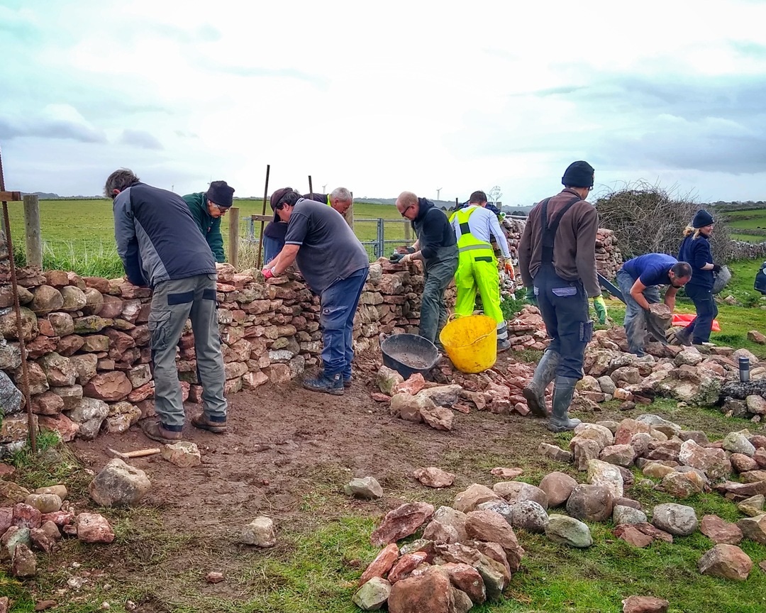 A group of volunteers in a field rebuilding a dry stone wall