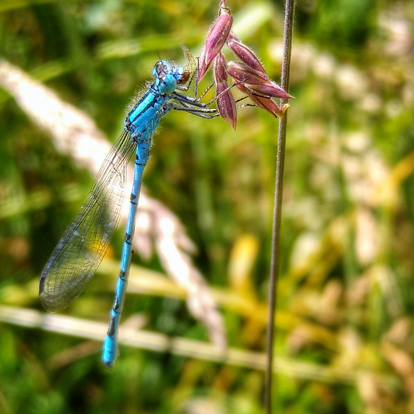 Common blue damselfly resting on a plant