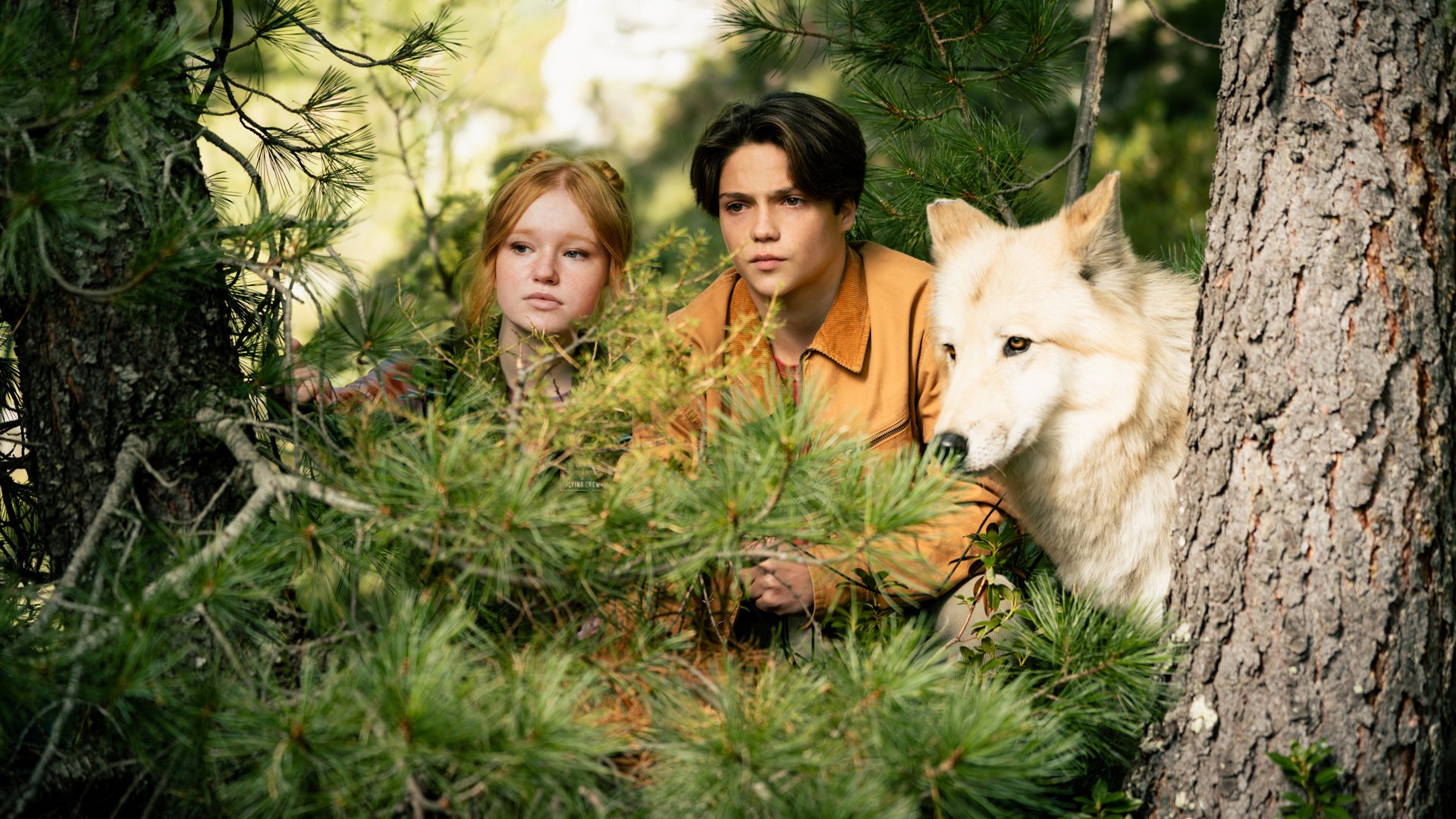 Fulminanter Kinostart für WOODWALKERS 2