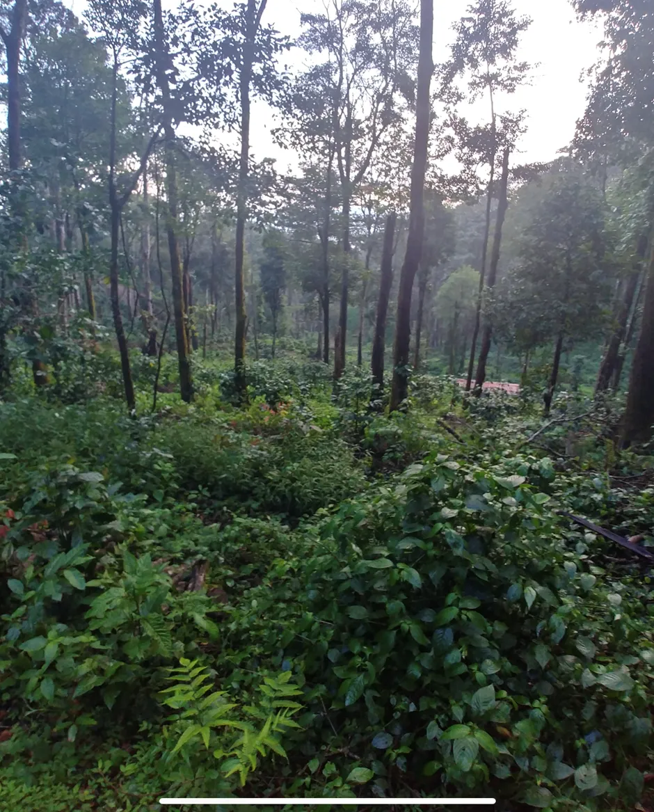 How Forest bathing helps boost immunity!