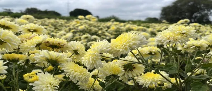 Journey of festival flowers from Antharam Farm to Home
