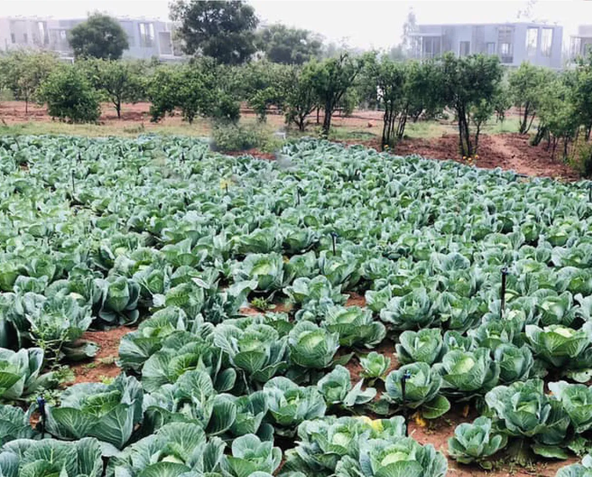 organo cabbage crop
