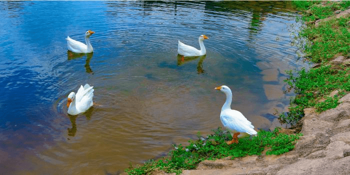 Benefits of Natural Swimming Pools