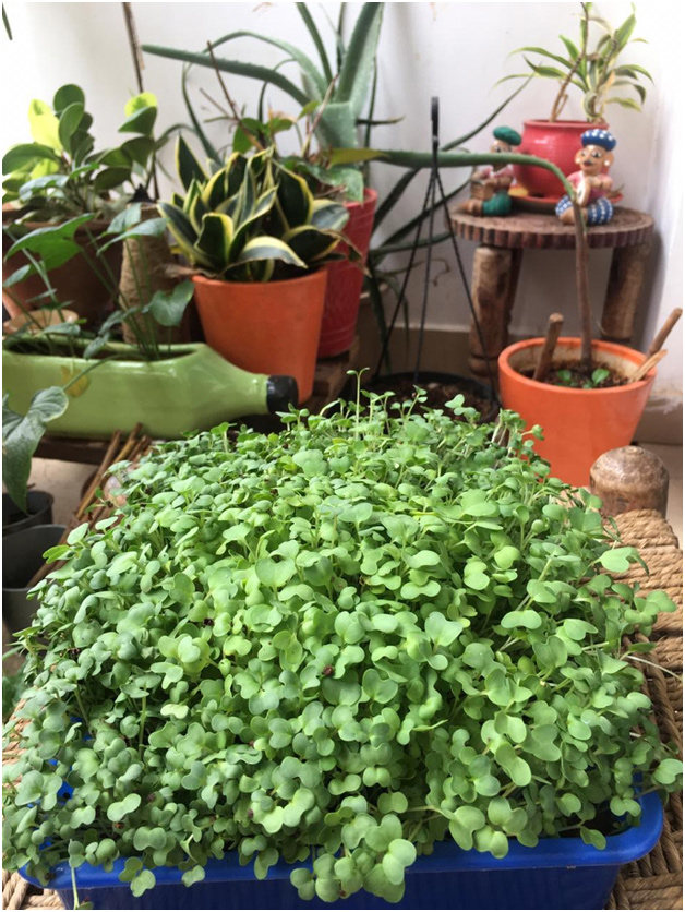 microgreens
