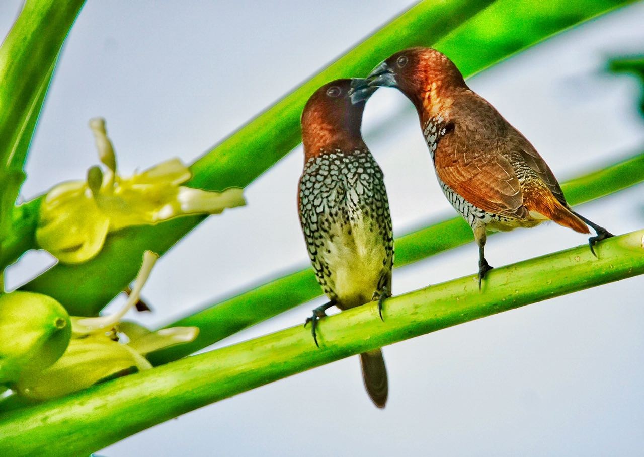 Mission Sparrow @ Organo