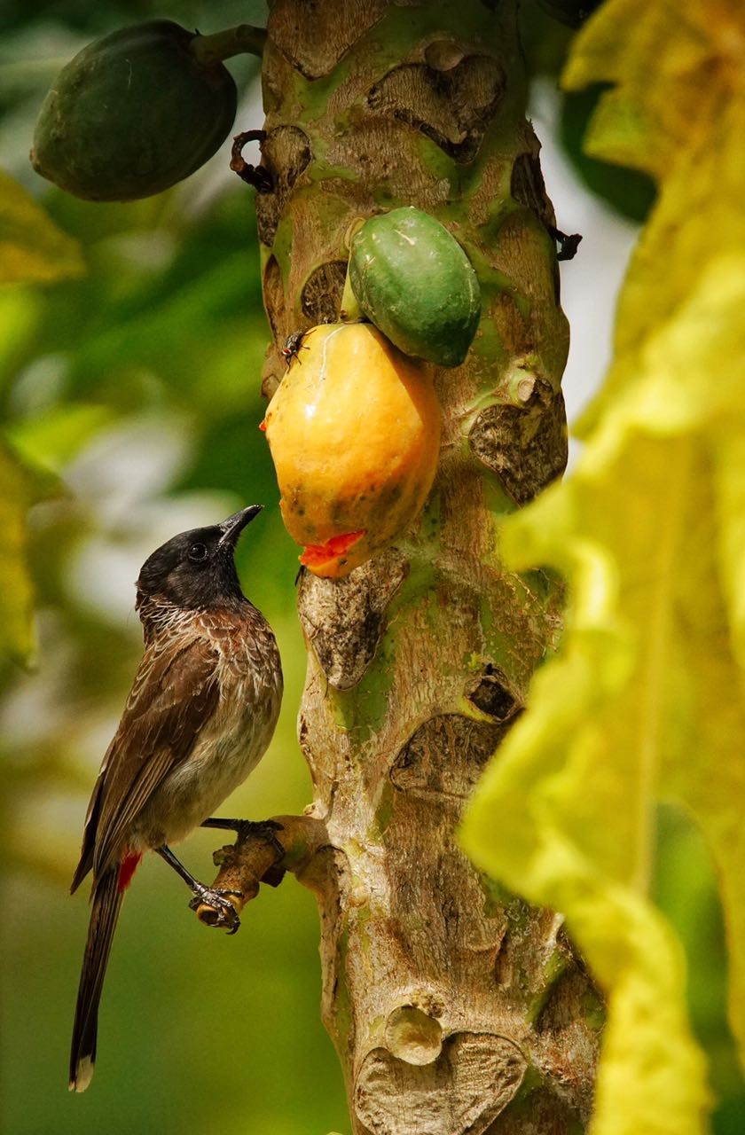 Organo Mission Sparrow