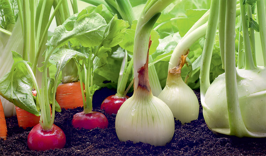 Role of Therapeutic Food
