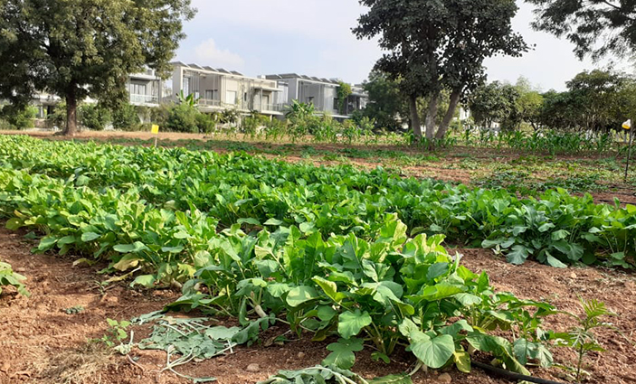 Slow food - The reversal of Fast Food? And its benefits