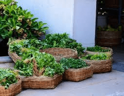 Excess vegetables brought by the farmers