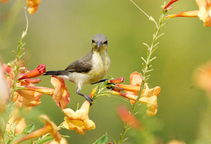 The Resilience of Eco-Habitats During Pandemics – Psychological Well Being