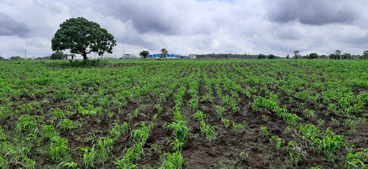 planning to grow crops