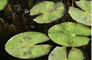 oxygenating plants in natural swimming pool