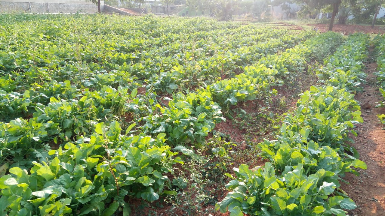 Organo's Organic Farming