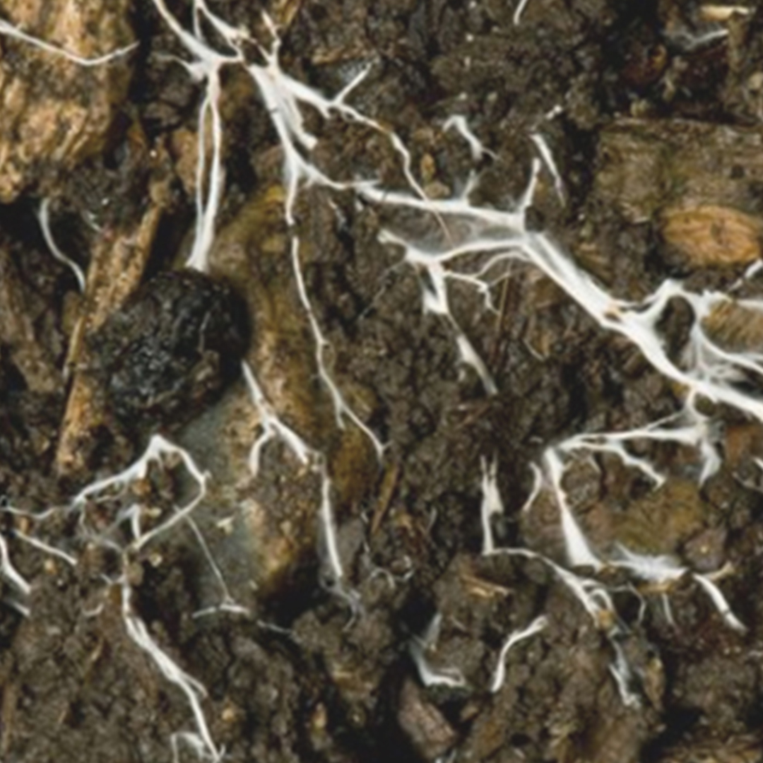 soil as a home to organisms